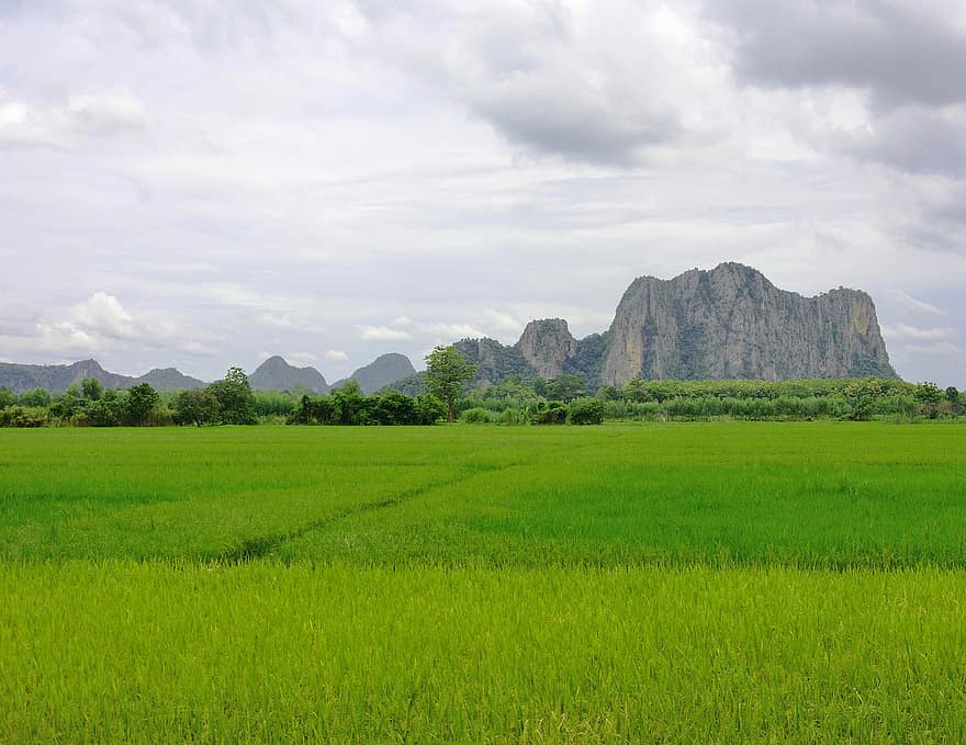 gospodarstwo rolne, pole ryżowe, Tajlandia, Natura, krajobraz, Góra, pole, niebo, scena wiejska, zielony kolor, łąka