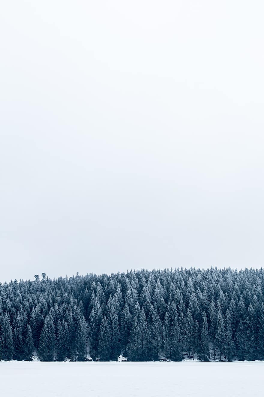 téli, fák, erdő, hó, havas, köd, tűlevelű, toboztermő fa, örökzöld, lombozat, tájkép