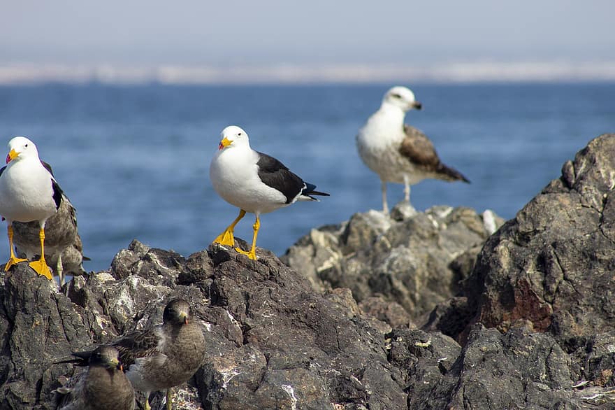 Seagulls, Paracas, Seagull