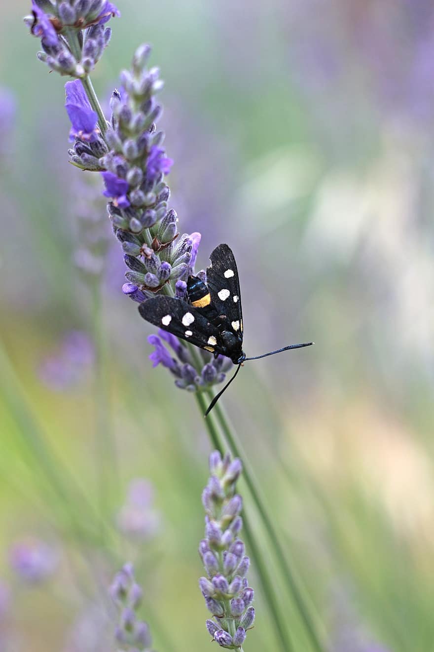 Nine-spotted Moth, Moth, Insect, Lavender, Nature, Flowers