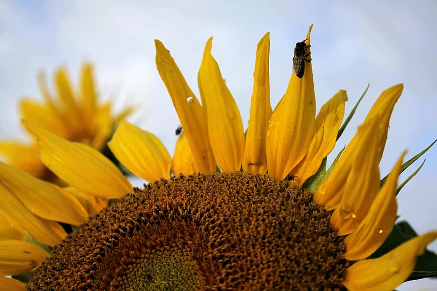 Sonnenblume, Blume, Biene, gelbe Blume, Insekt, Blütenblätter, gelbe blütenblätter, blühen, Flora, Pflanze, Natur