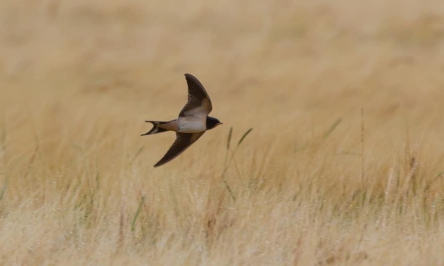 Bird, Swallow, Feathers, Plumage, Avian, Wheat Field, Nature, Fly, Flying