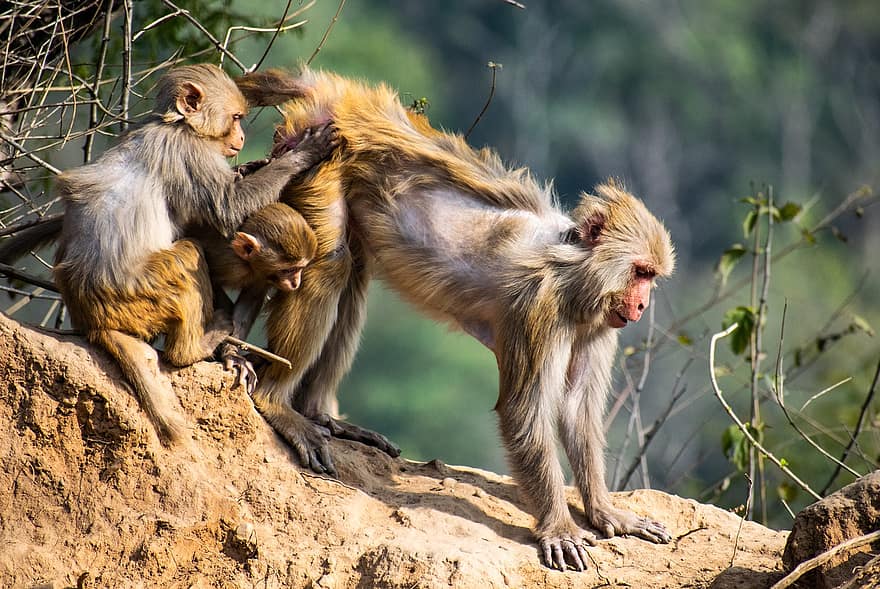 makakaber, aber, familie, rhesus macaques, dyr, mor, baby aber, baby dyr, unge dyr, primater, pattedyr