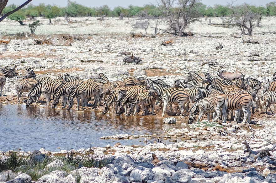 Namibië, zebra, safari, etosha nationaal park, Afrika, dieren in het wild, natuur