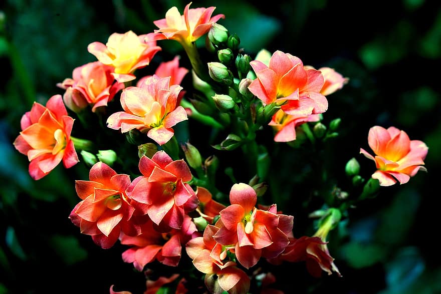 Kalanchoe, Flowers, Plant, Petals, Buds, Bloom, Nature