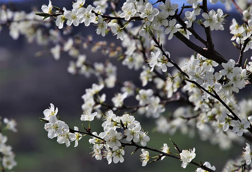 Cherry Blossoms, Flowers, Spring, White Flowers, Spring Flowers, Bloom, Blossom, Branch, Sprig, Fruit Tree, Tree