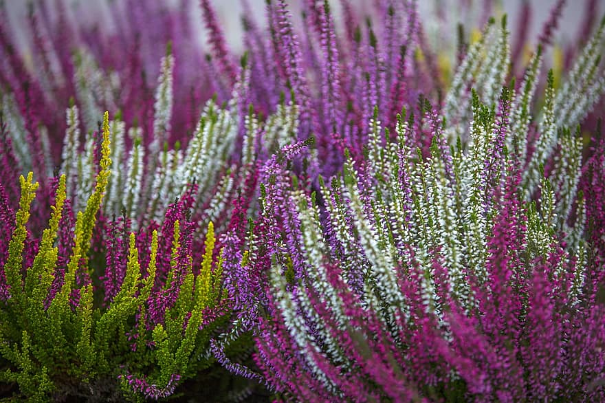 Calluna vulgaris、一般的なヘザー、ヘザー花、紫の、工場、花、閉じる、夏、フラワーヘッド、葉、植物学