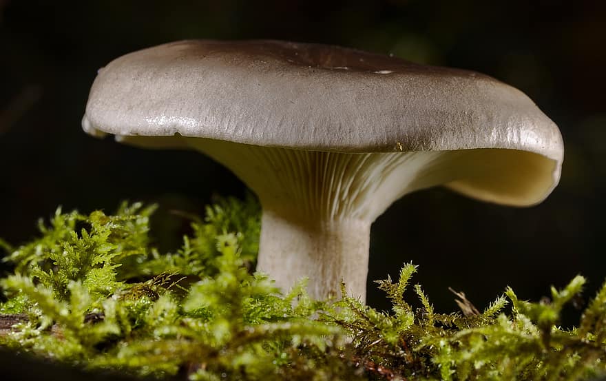 гриб, макрос, мох, осінь, лісові гриби, суперечка, губка, грибок, плодове тіло, Грибні диски, види грибів