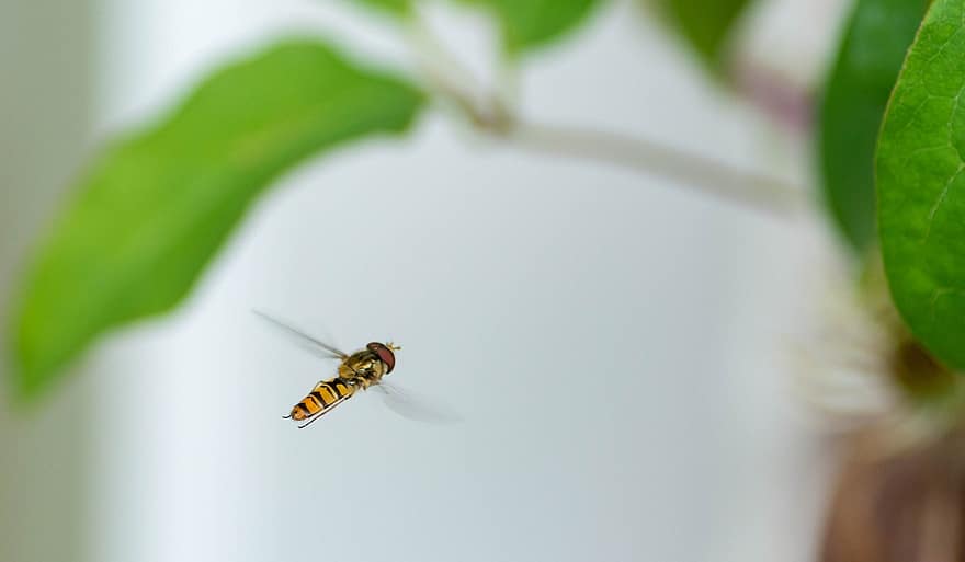 Insect, Summer, Stripes, Yellow, Black, Wings, Garden, Leaf, Green, Nature, Hoverfly