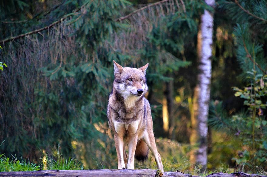 lobo, bosque, fauna silvestre, naturaleza, linda, mirando, animales en la naturaleza, perro, mascotas, piel, árbol