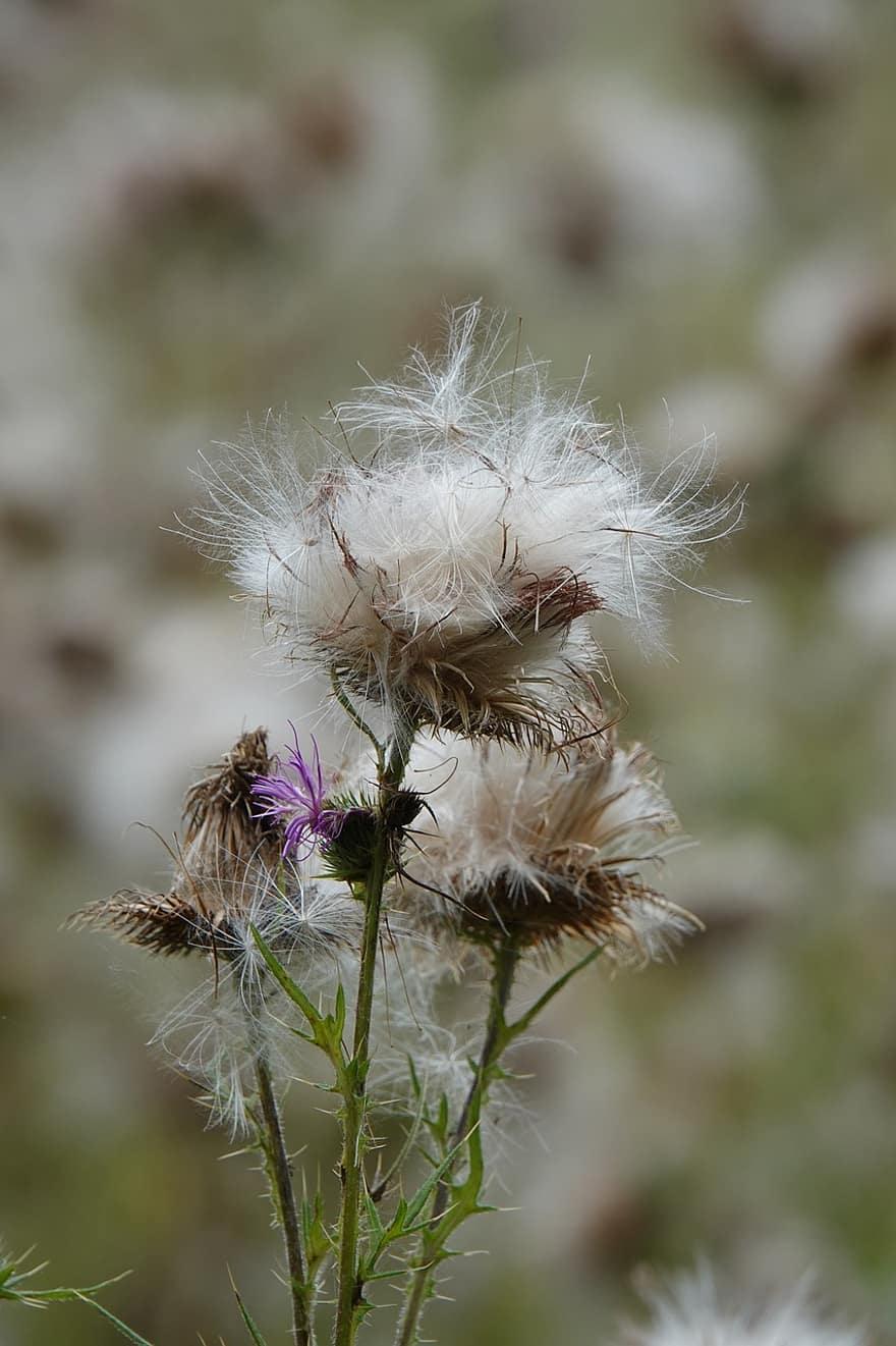 Thistle, Flowers, Dry, Seeds, Seed Heads, Dried Flowers, Wilted, Faded, Prickly, Plant, Nature