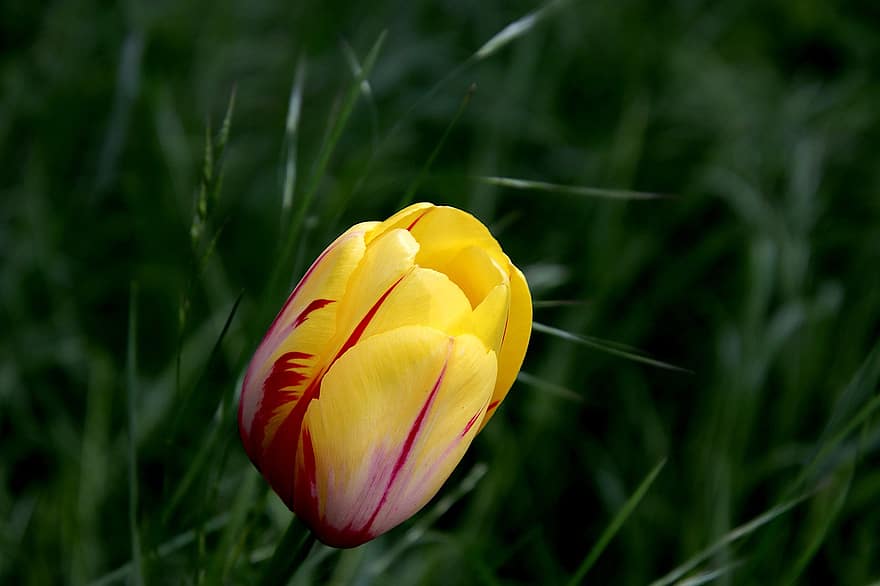 tulipán, květiny, cibulovité rostliny, žlutá barva, zblízka, podrobnosti, zahrada, práce na zahradě, zahradnictví, botanický