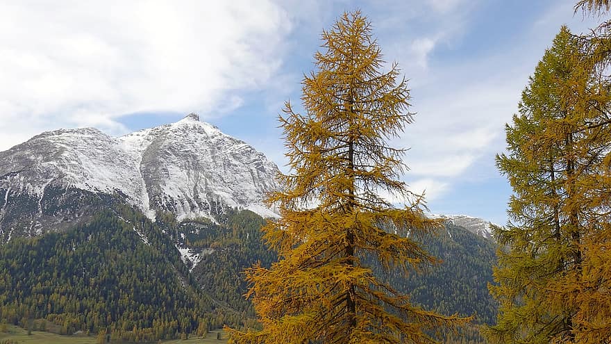 musim gugur, larch, salju, gunung, pegunungan Alpen, alpine, puncak, tumbuhan runjung, termasuk jenis pohon jarum, pemandangan gunung, gunung salju