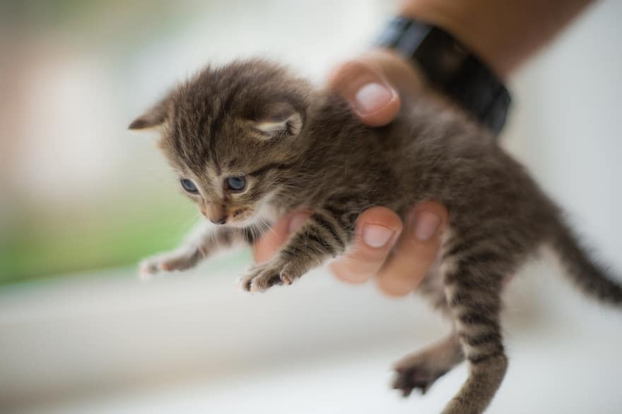 Cat, Kitten, Pet, Kitty, Tabby Cat, Baby Cat, Young Cat, Animal, Domestic Cat, Feline, Mammal