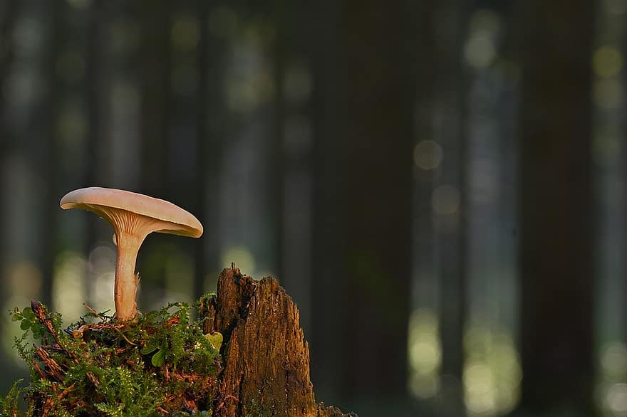 disk houba, houba, věda o houbách