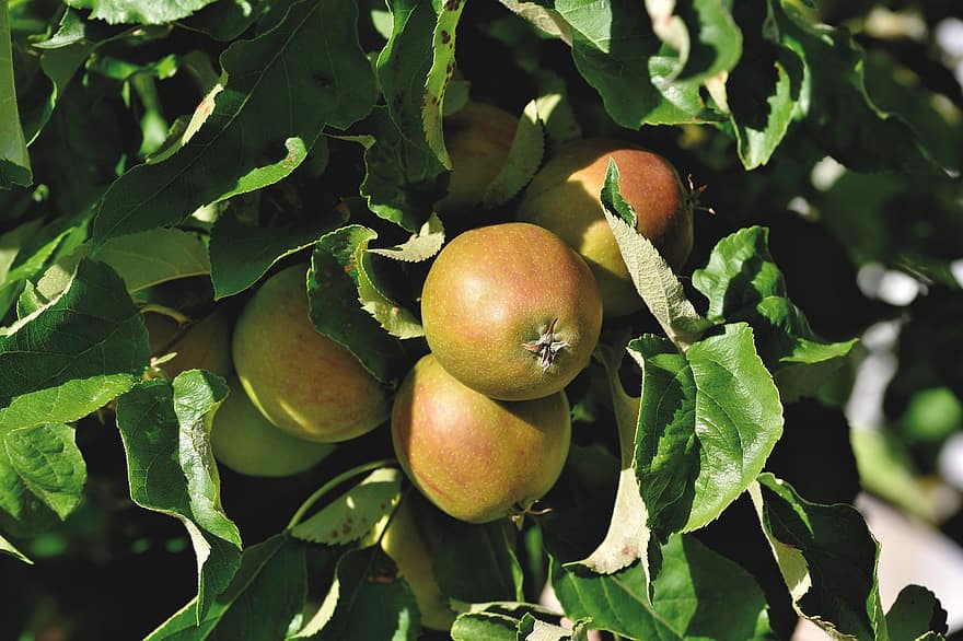 albero di mele, Mela, kernobst gewaechs, frutta, albero da frutta, vitamine, ramo, albero, salutare, natura, cibo