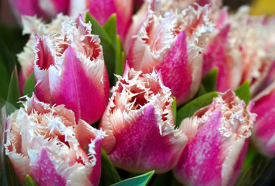 tulip, bunga-bunga, buket, menyajikan, hadiah, berkembang, mekar, berbunga, indah