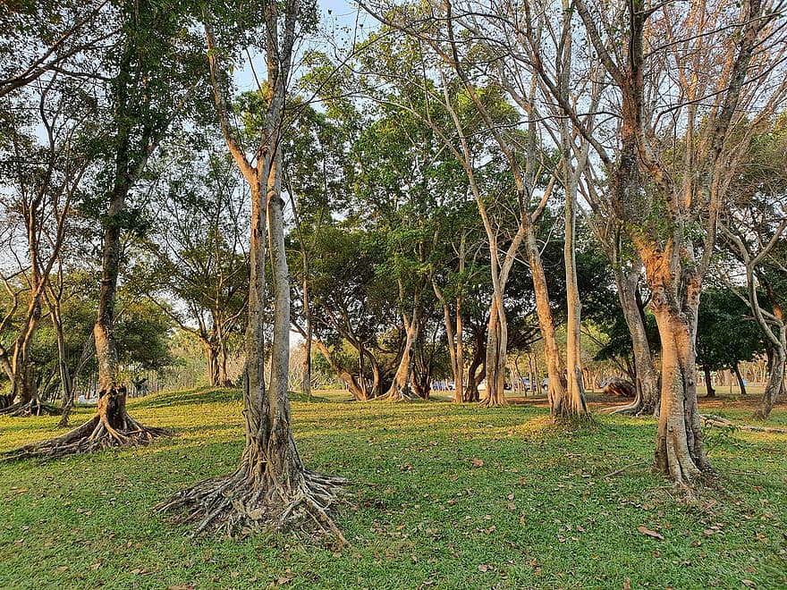 fák, fű, természet, park, erdő, fatörzsek, ágak, levelek, gyökerek, Thaiföld