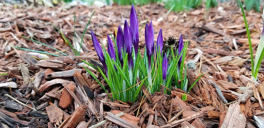 クロッカス、フラワーズ、紫色の花、花びら、紫色の花びら、咲く、開花、フローラ、春の花、紫の