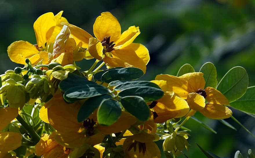 カシア、フラワーズ、黄色い花、庭園、葉、花びら、黄色の花びら、咲く、花、フローラ