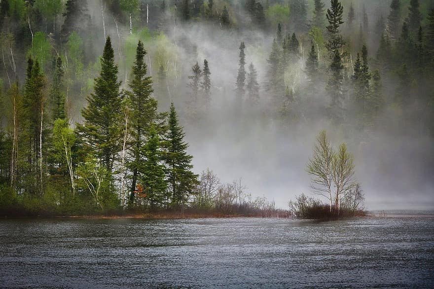 flod, Skov, tåge, landskab, træer, nåletræer, sø, forår, klima forandring, økosystem, økologi