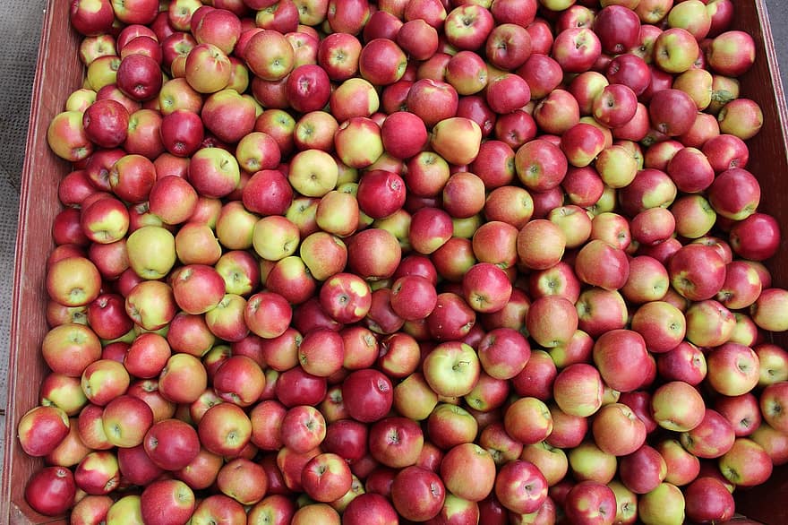 fruit, pommes, récolte, marché, en bonne santé, biologique, ferme, verger