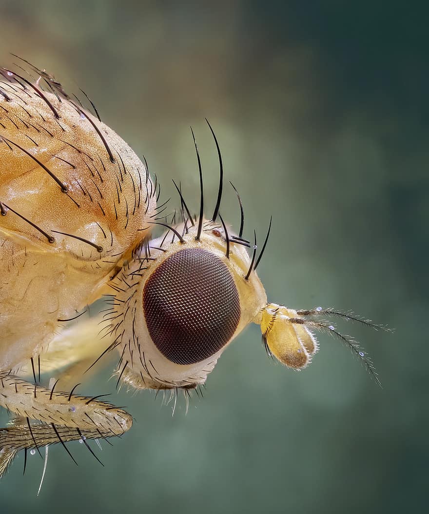 Fly, Insect, Bug, Eye, Antennae, Fauna