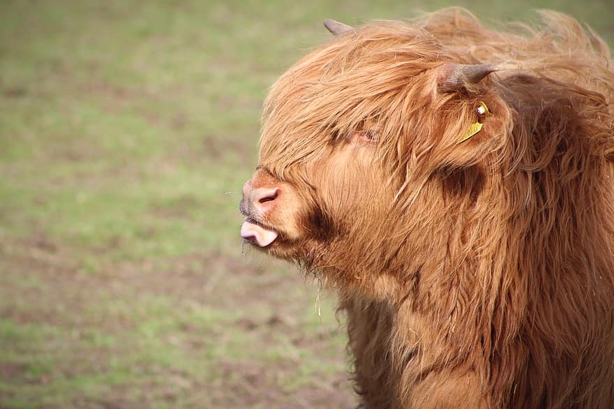 Cow, Cattle, Livestock, Highland Cow, Farm, Animal, Nature, Mammal, Agriculture, Rural, Countryside