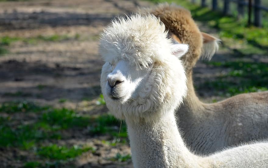 alpaca, farm, dieren, vee, wol, pluizig, zoogdieren, vacht, boerderijdieren, gras, schattig