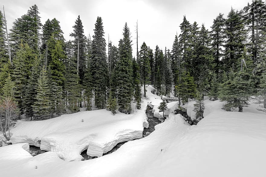 skog, träd, natur, vinter-, säsong, snö, utanför, resa, utforskning, snöig skog, frusen skog