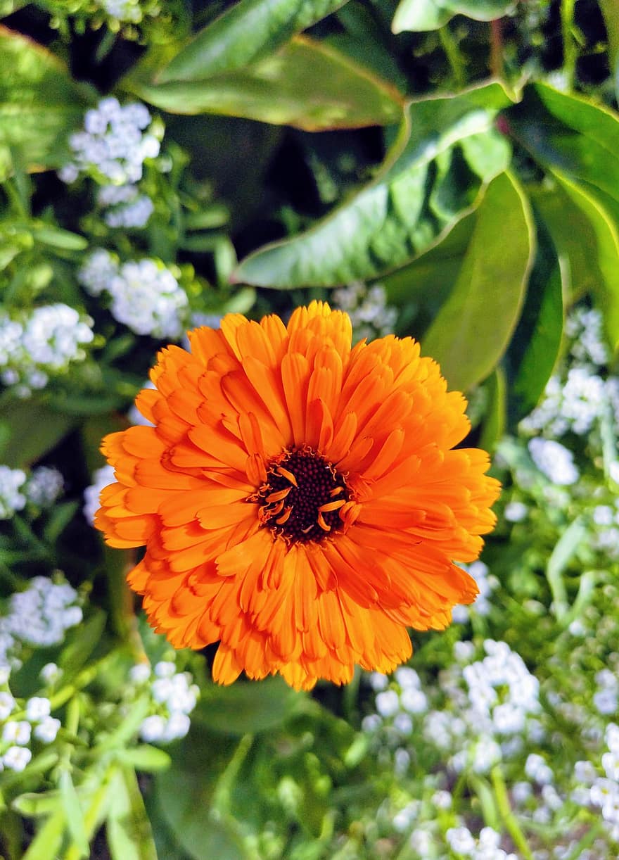 blomma, orange, trädgård, natur, växt