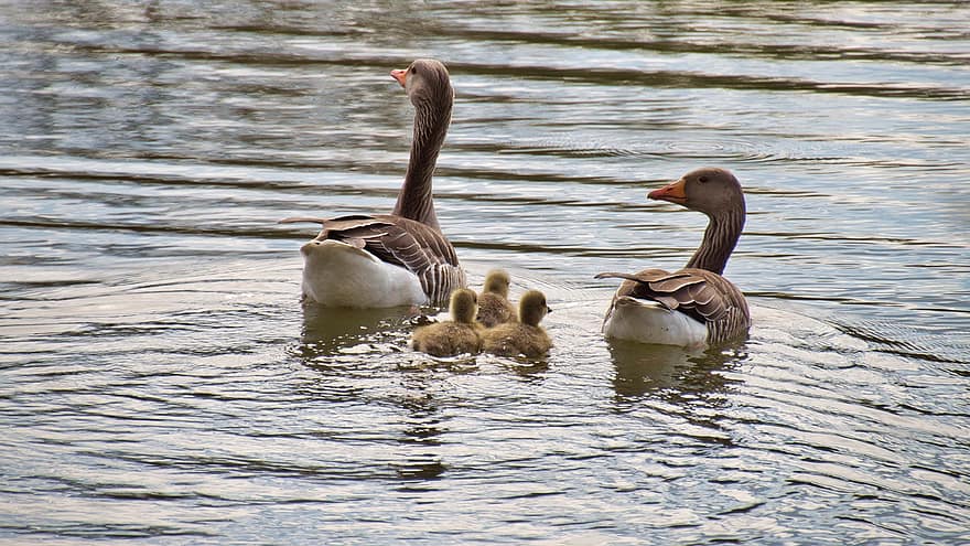 ห่าน, goslings, ทะเลสาป, ห่านสีเทา, ลูกไก่, ลูกนก, นก, นกน้ำ, สัตว์, ครอบครัวห่าน, ครอบครัว
