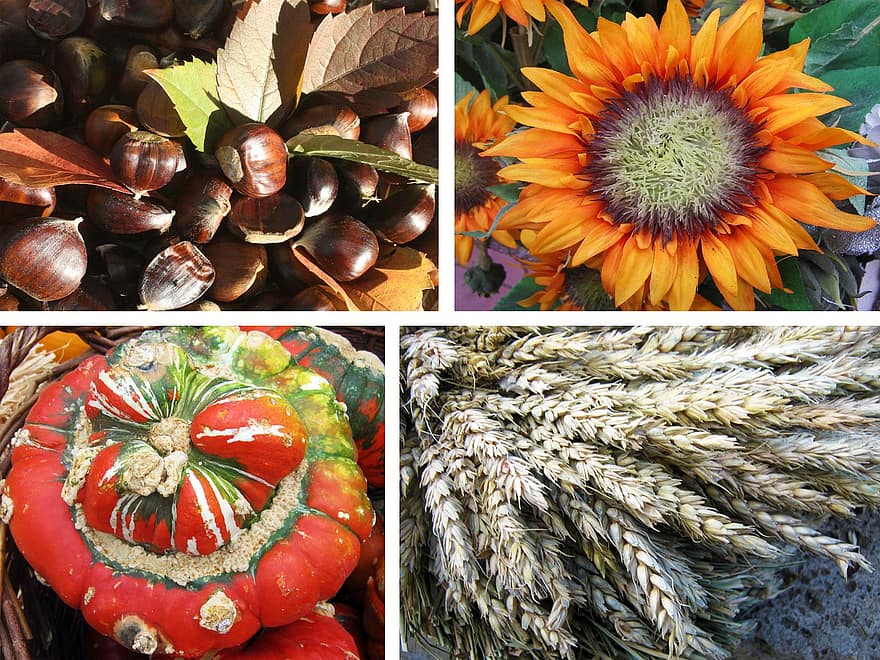 collage, l'automne, compilation, récolte, coloré