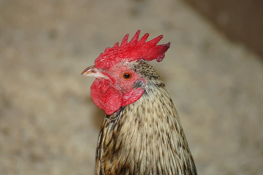 ayam jantan, ayam, unggas, burung, hewan, lokal, bulu burung, tanah pertanian, ternak, ayam bujang, pertanian