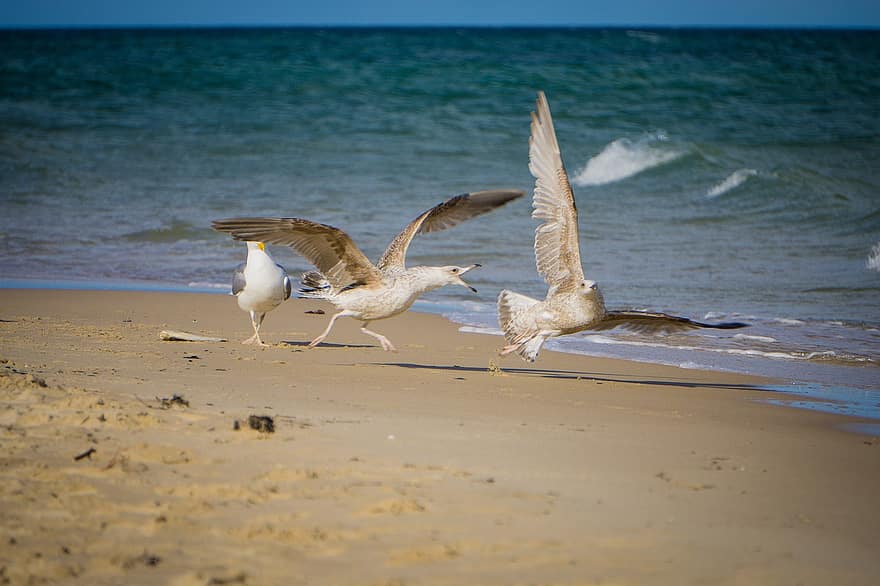 gaivotas, passarinhos, mar, ondas, de praia, plumagem, brigas, Mar Báltico, discutir, luta, pássaros aquáticos