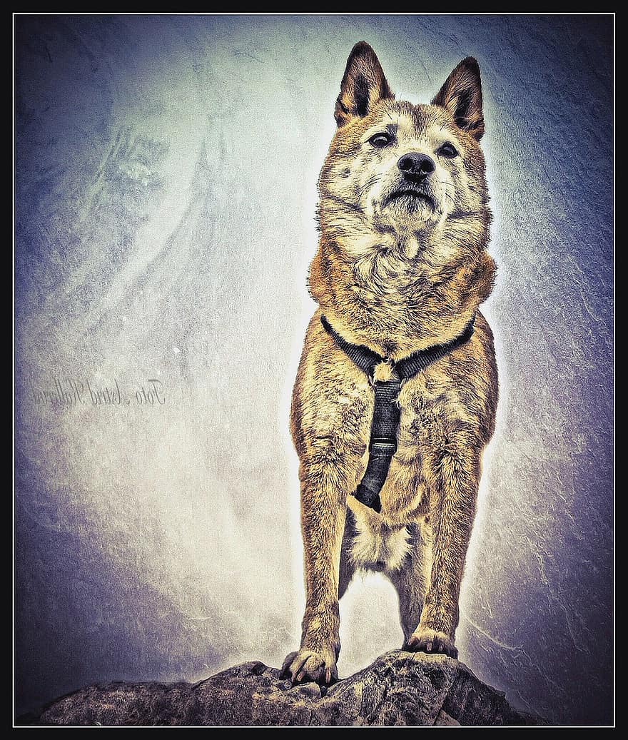 Shiba Inu, Shiba, Dog, Art, Animal, Harness, Purebred, Pet, Friend, Portrait