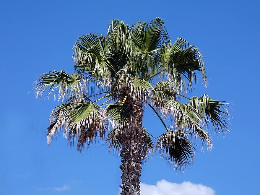 Palma, odchodzi, tropikalny, Rondier, drzewo, Borassus Flabellifer, aceraceae, corozo, Kość Warzywna