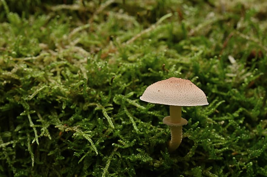 lille svampe, champignon, svamp, mos, Skov, skovbund, natur, tæt på, plante, grøn farve, makro