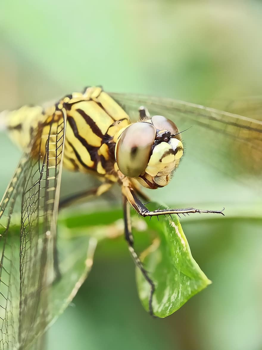 dragonfly, insekt, natur, biologi, dyr, vinge