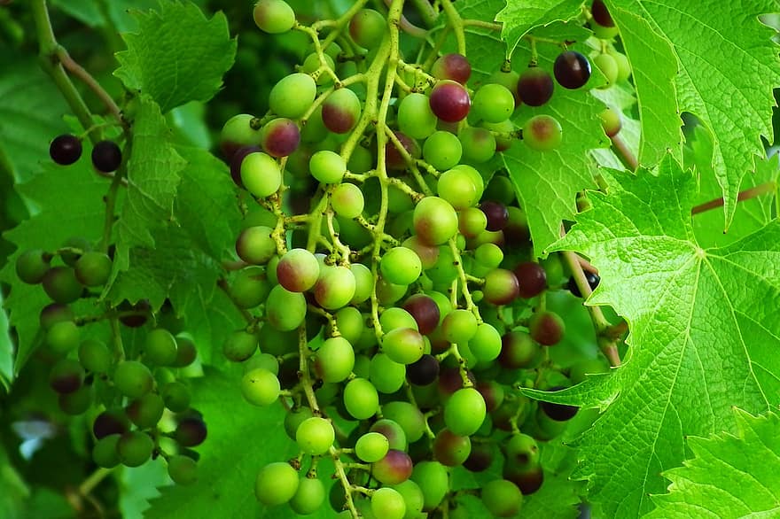 uvas, Fruta, viñedo, sano, viñas, agricultura, vitaminas, naturaleza, hojas, inmaduro