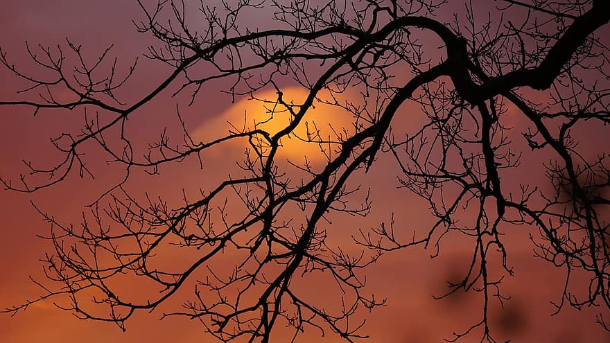 Branches, Bare Tree, Sunset, Silhouette, Sky, Dusk, Evening, Tree