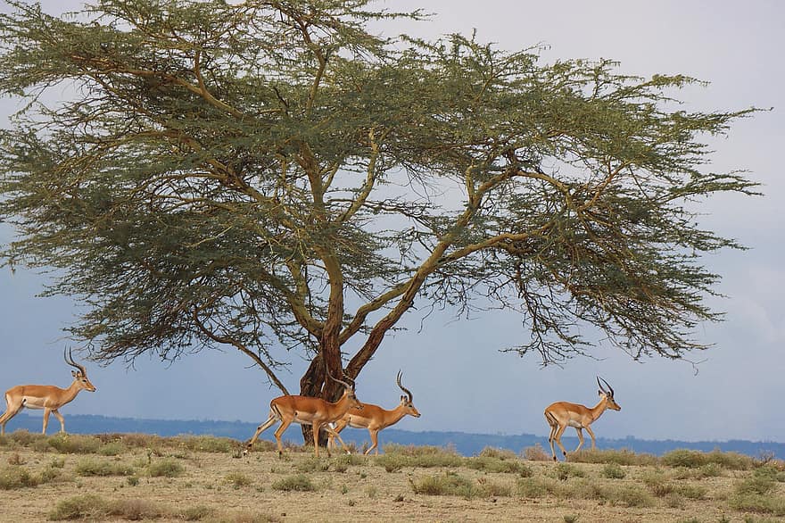 antilop, hayvanlar, safari, impala, memeliler, yaban hayatı, fauna, vahşi, çöl, doğa
