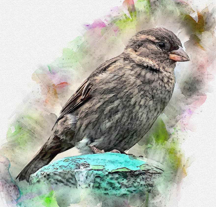 gorrión, pájaro, ornitología, fauna, pintura de acuarela, pluma, pico, ilustración, animales en la naturaleza, multi color, de cerca