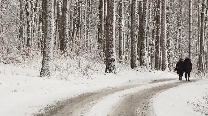 téli, út, párosít, gyalogló, hó, fák, pálya, nyom, erdő, emberek, tájkép