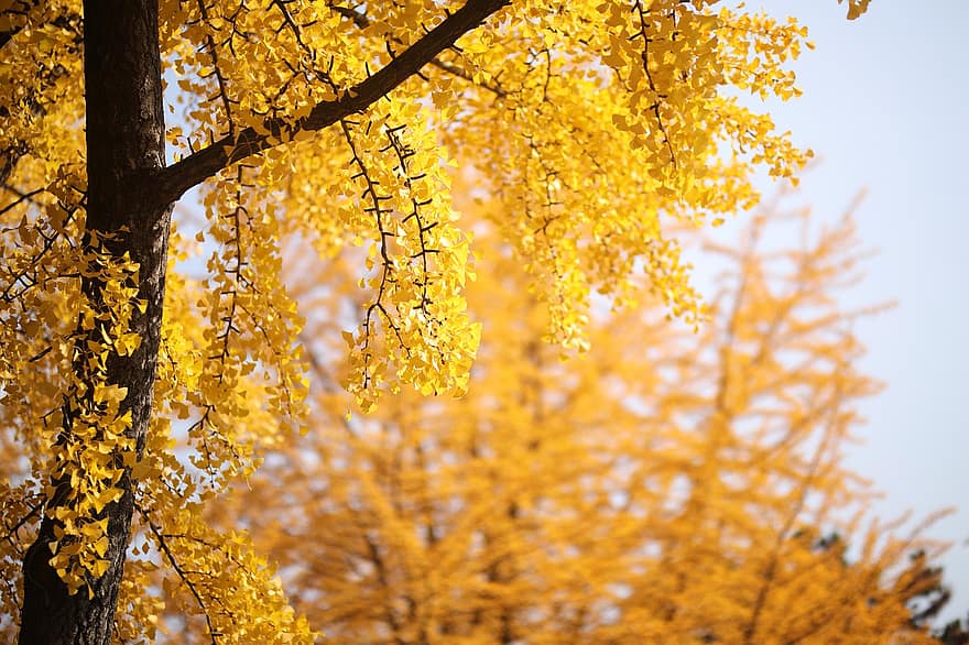 gingko, árbol de arce, hojas, follaje, árbol, otoño, amarillo, hoja, temporada, rama, bosque