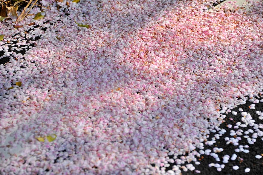 Blumen, Kirschblüte, Blütenblätter, Frühling, saisonal, Rosa