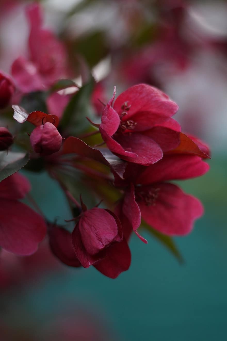 mela di granchio, fiori, ramo, petali, fiori rossi, germoglio, fioritura, fiorire, Crab Apple Tree, albero, primavera