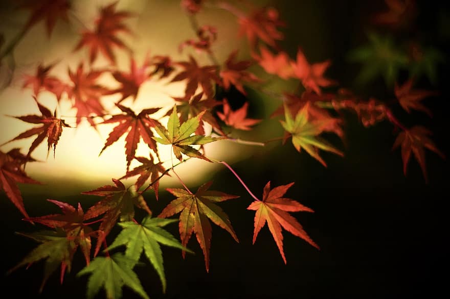 japán juhar, levelek, esik, ősz, juharlevelek, piros levelek, lombozat, ág, fa, növény, természet