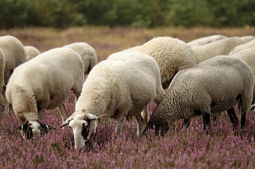 Heather Meadow, får, boskap, ljungblommor, djur, natur, bete, bruka, landsbygden scen, lantbruk, gräs
