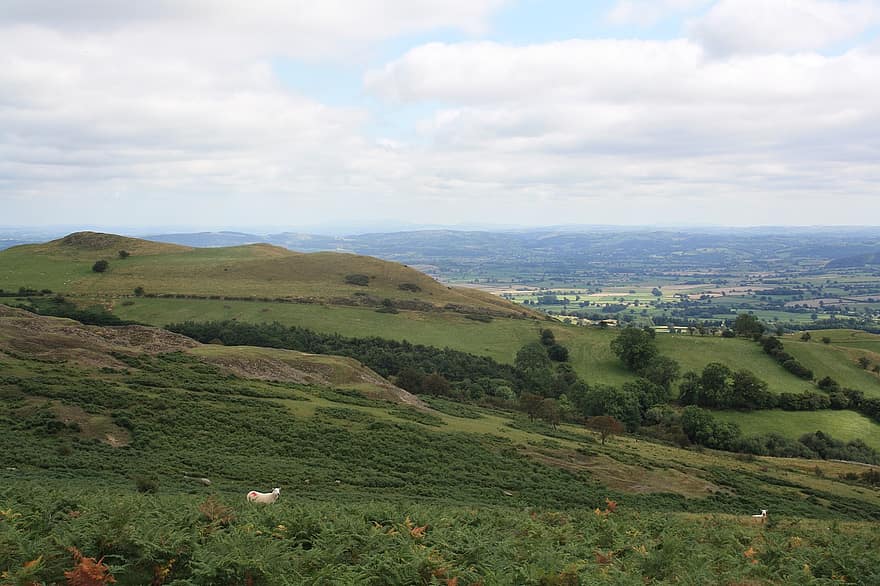 гора, сельская местность, пейзаж, Уэльс, холм, луг, поле, овца, долина, природа, идиллический